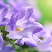 Donate In Memory of Someone Special