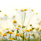 Create a Personalized Memorial Page