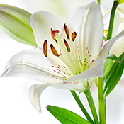 Donate to a Personalized Memorial Page